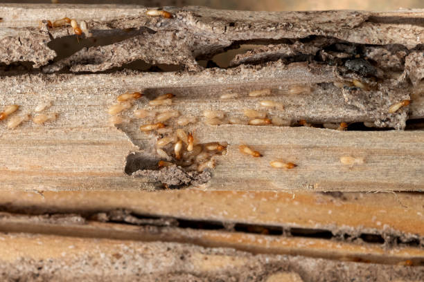 Best Spider Control Near Me  in Sebastian, FL